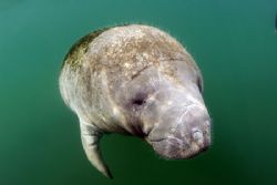 Friendly Manatee taken at Crystal River FL.Camera nikon d... by Ray Eccleston 